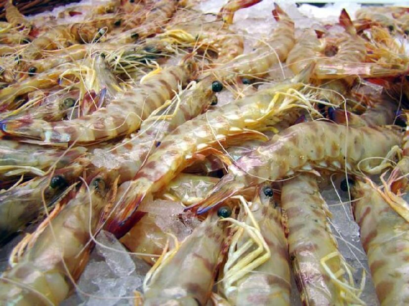 langostino mar menor