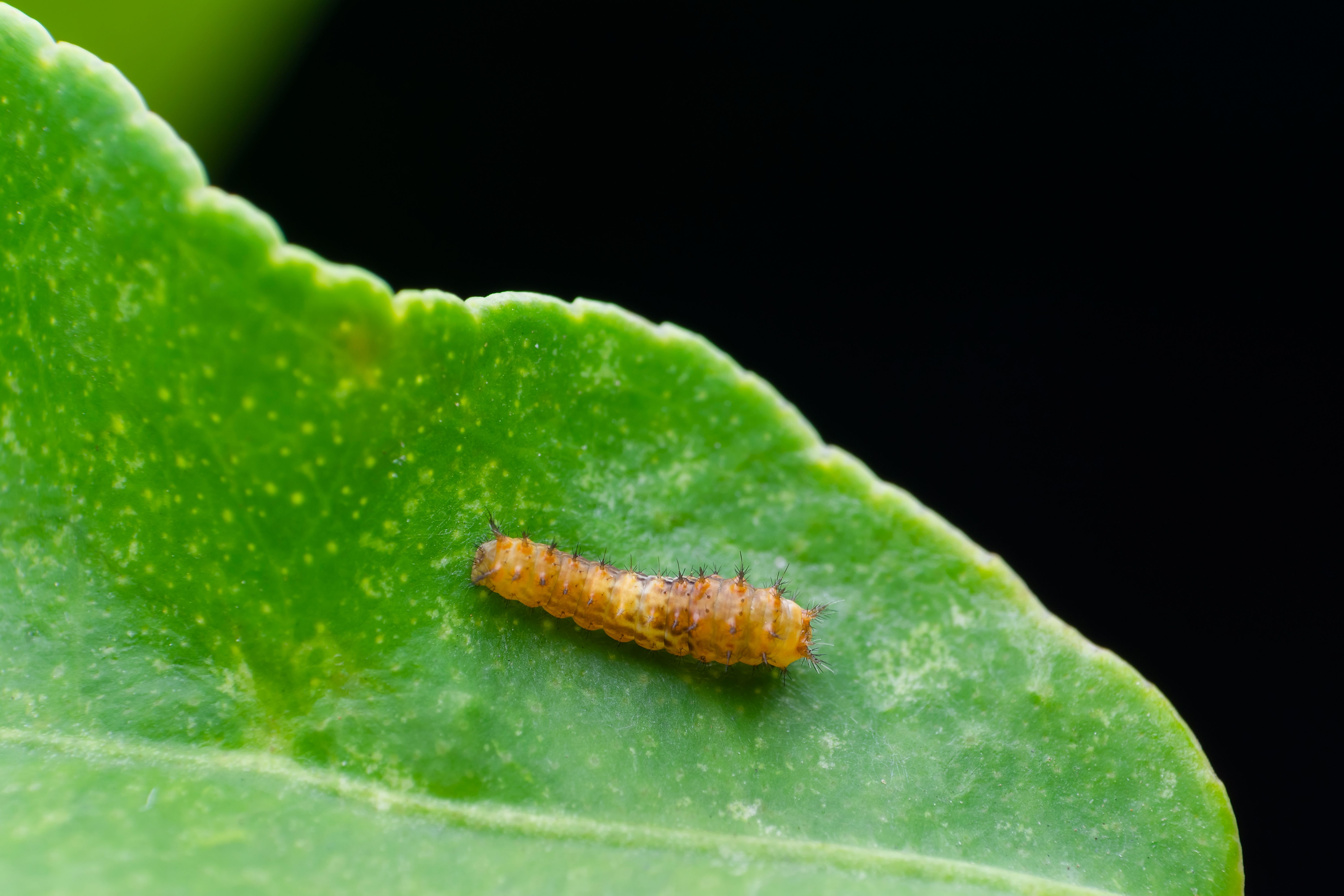 Descubren en los insectos un comportamiento de salto desconocido hasta ahora