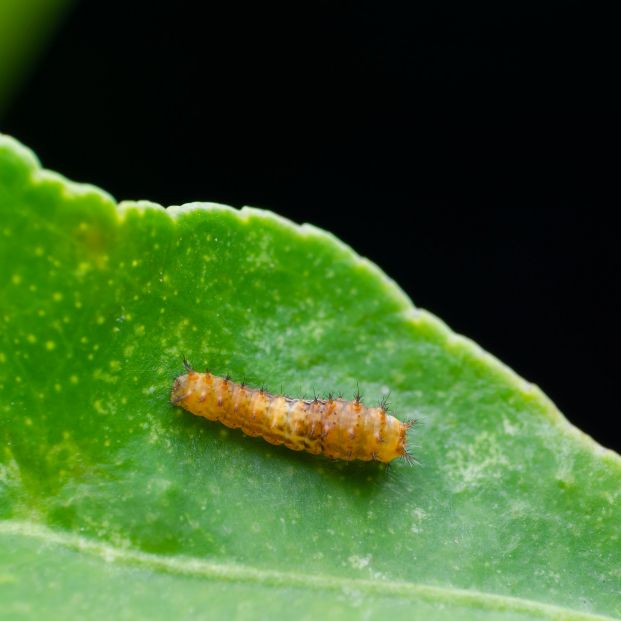 Descubren en los insectos un comportamiento de salto desconocido hasta ahora
