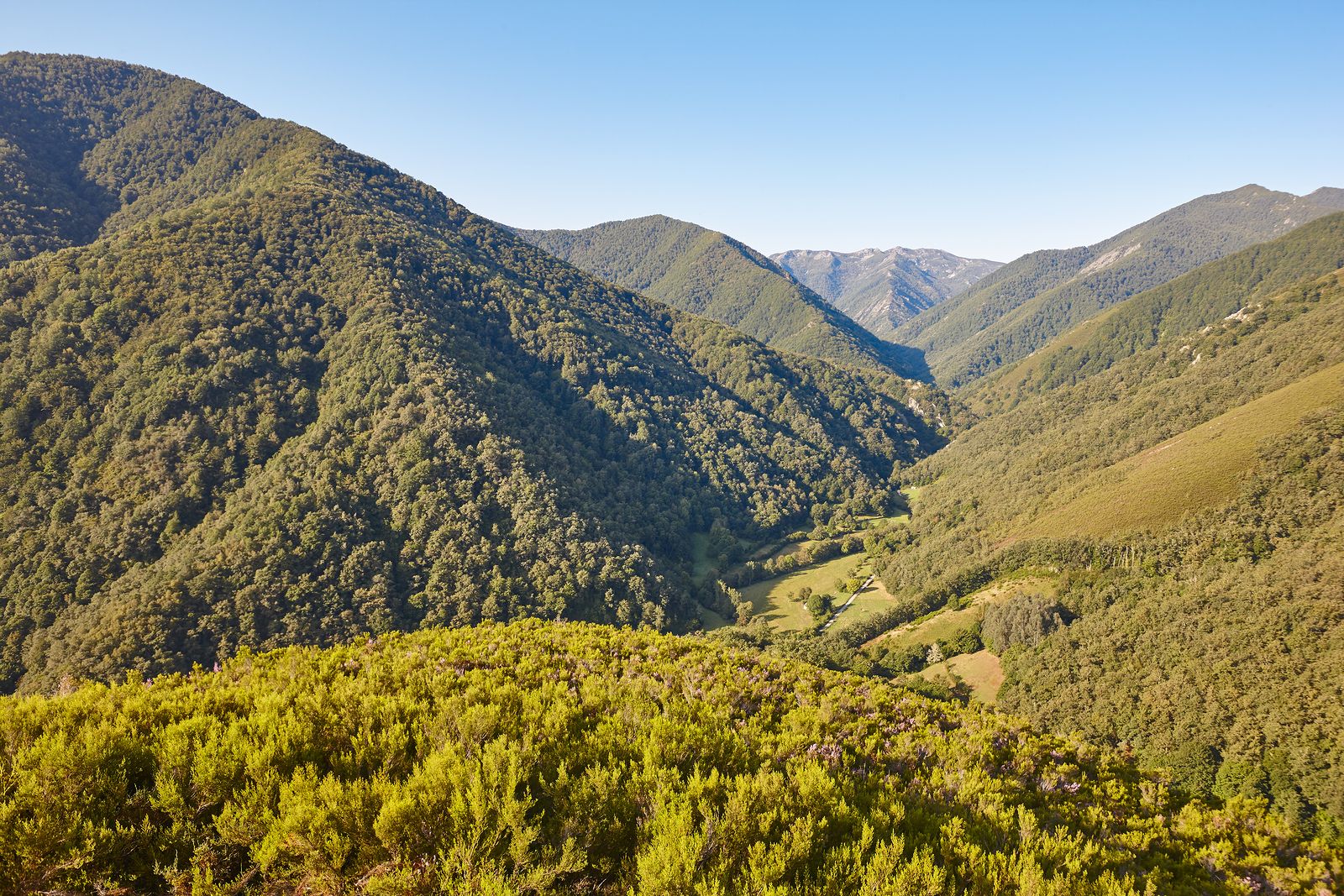 Cómo puedo visitar el Bosque de Muniellos (Bigstock)