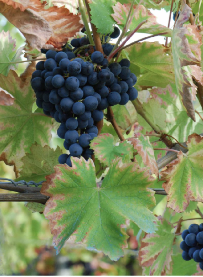 Variedad de uva Monastrell. Foto: Wikipedia