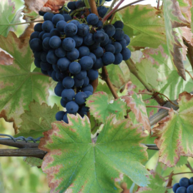 Variedad de uva Monastrell. Foto: Wikipedia