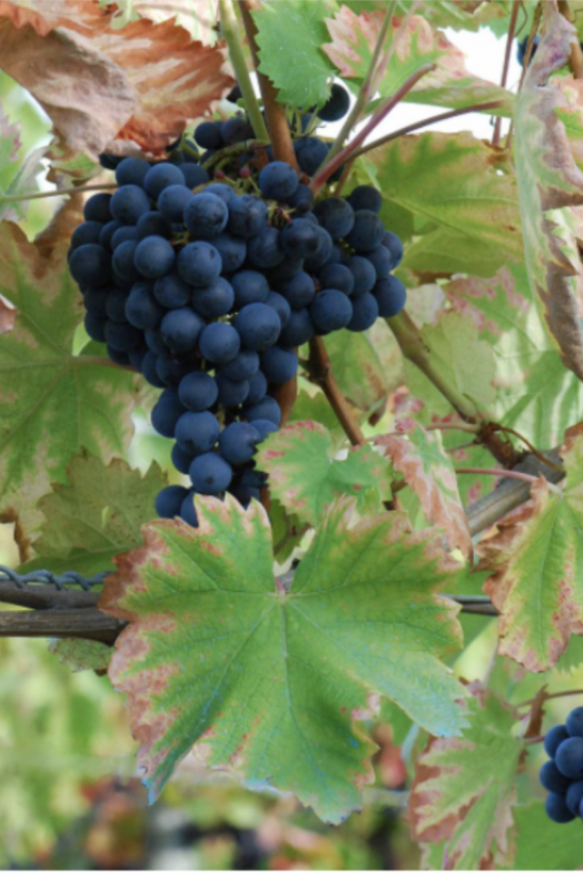 Variedad de uva Monastrell. Foto: Wikipedia Variedad de uva Monastrell. Foto: Wikipedia