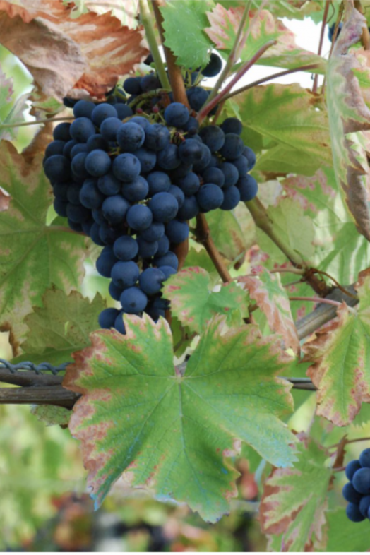 Variedad de uva Monastrell. Foto: Wikipedia