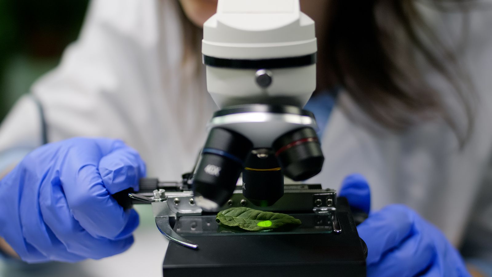 La UMU describe tres nuevas especies de plantas desconocidas para la ciencia