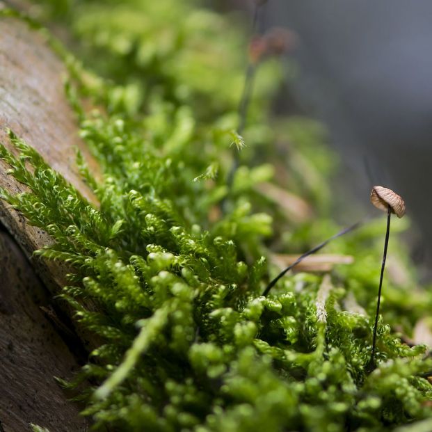 musgos nuevas plantas