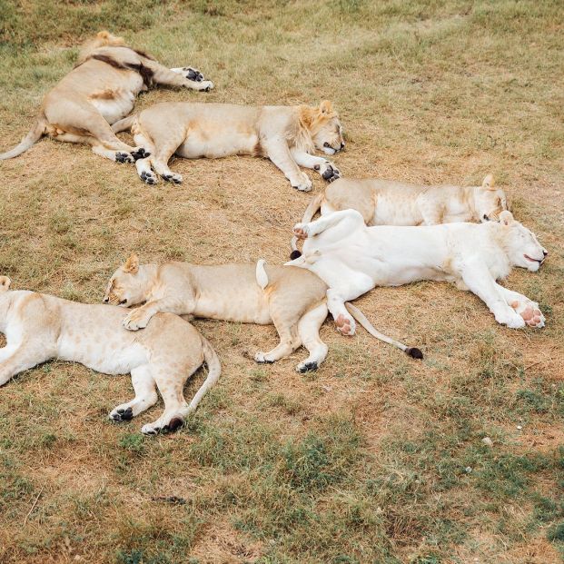 leones durmiendo