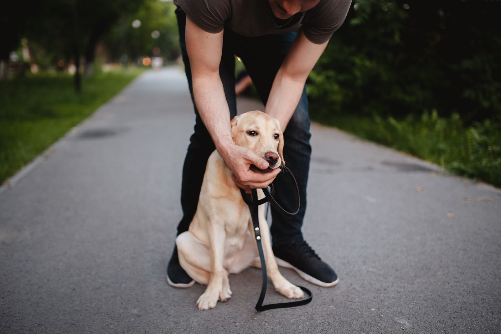 Sintomas de intoxicación en perros