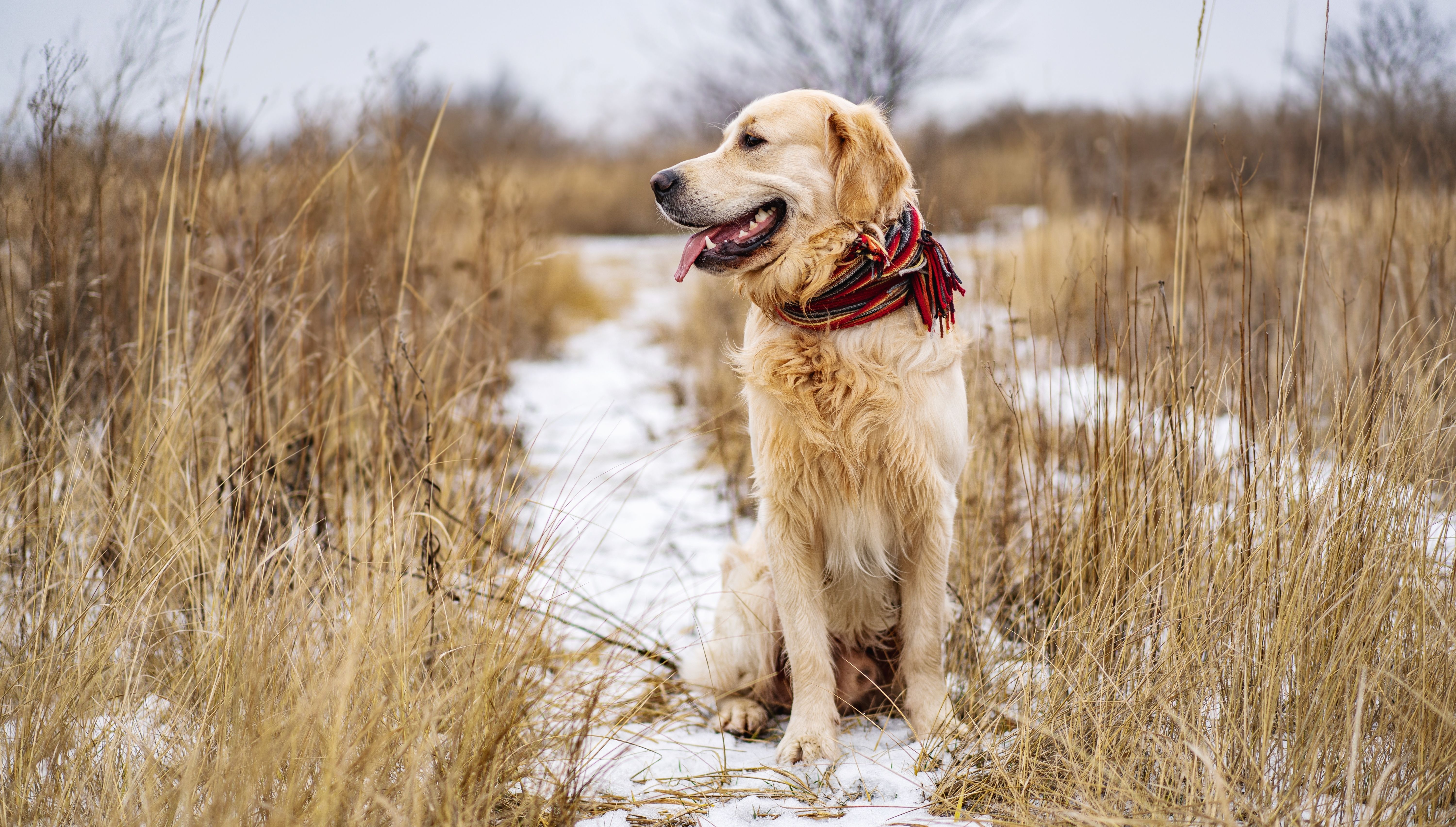 Siete peligros del invierno para los perros