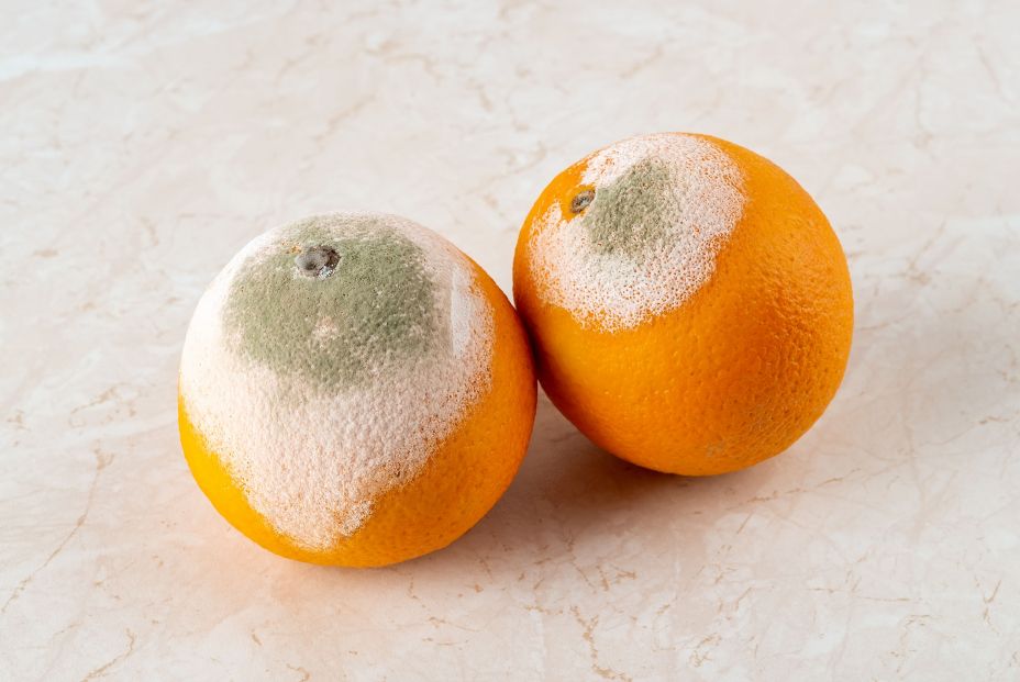 Los alimentos que se pueden comer con moho, según la OCU Los alimentos que se pueden comer con moho, según la OCU