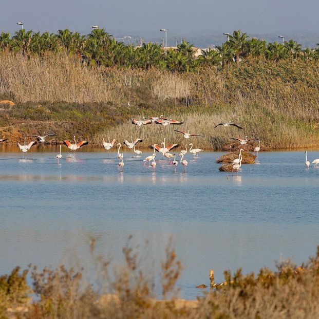 Parque Regional de las Salinas y Arenales de San Pedro del Pinatar Parque Regional de las Salinas y Arenales de San Pedro del Pinatar