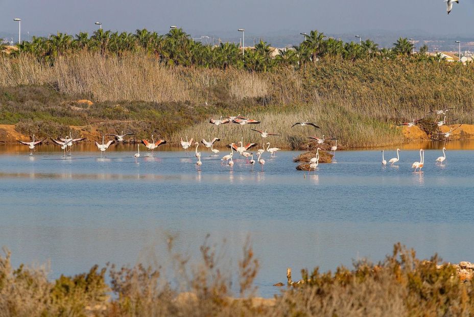 Parque Regional de las Salinas y Arenales de San Pedro del Pinatar