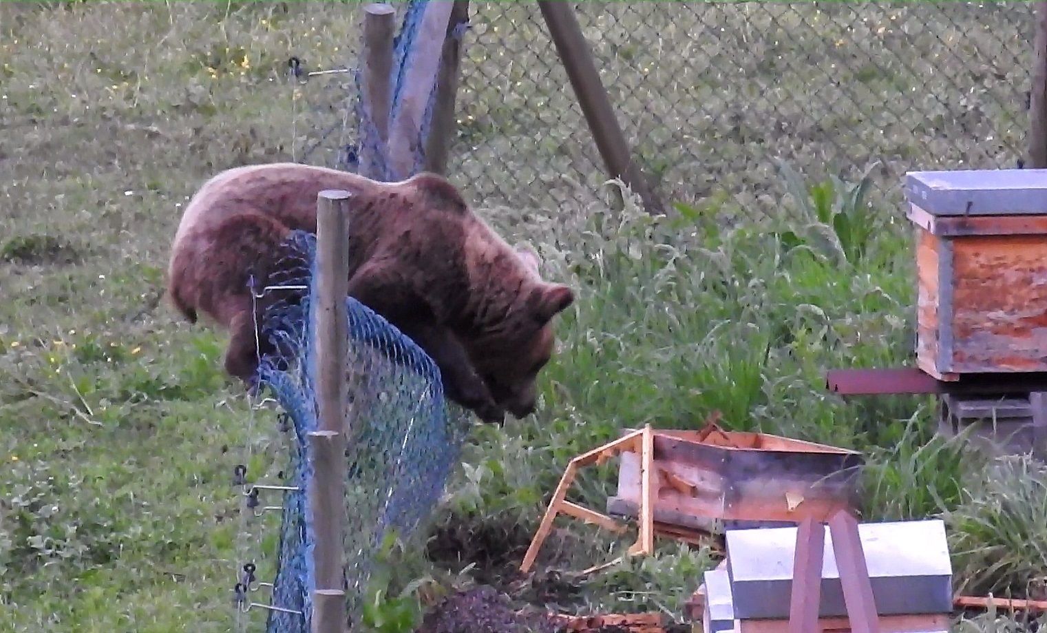 El oso y las abejas: las 'ventajas' de vivir en la España Vaciada