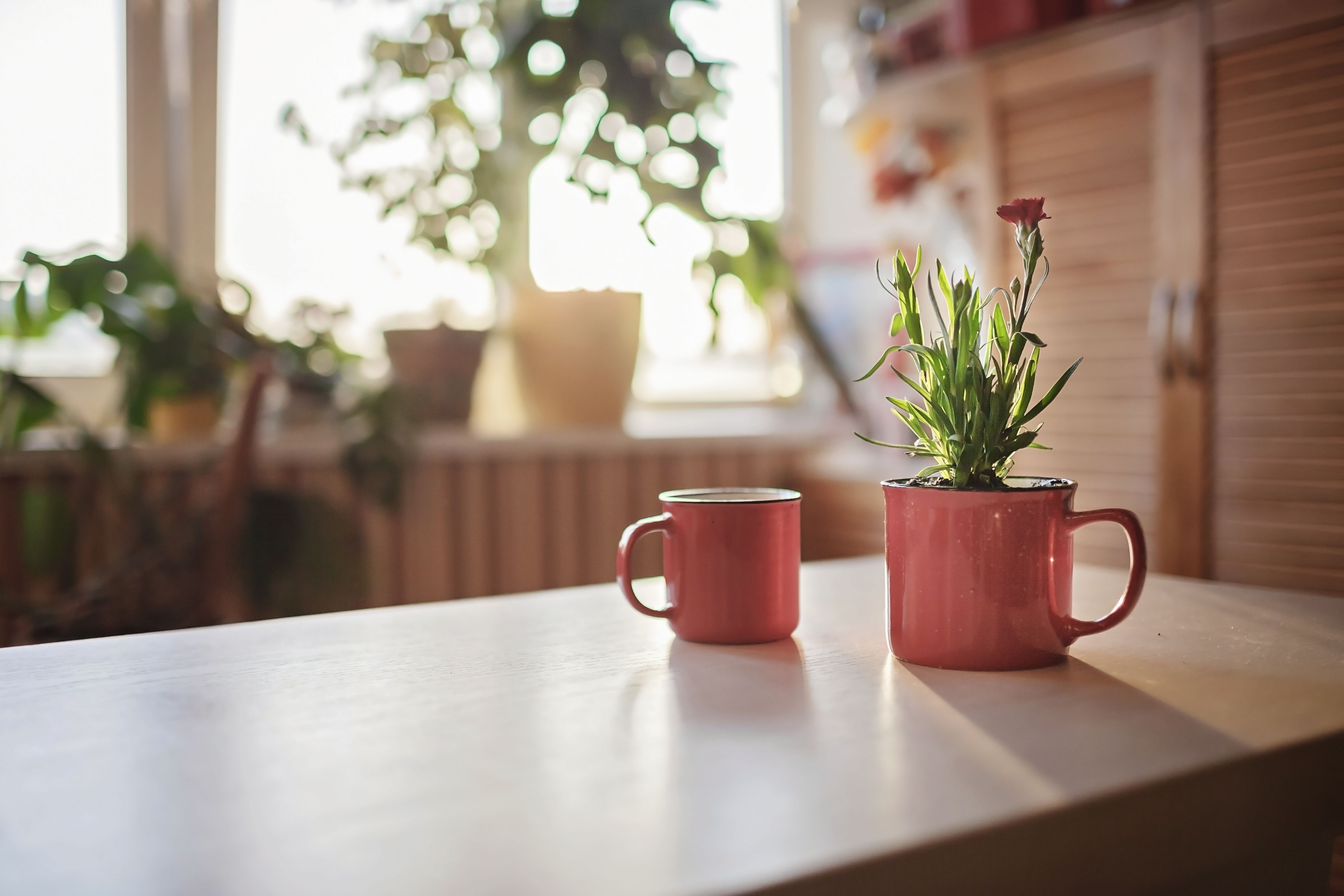 Cinco plantas para combatir la humedad y el moho en casa. Foto: Bigstock