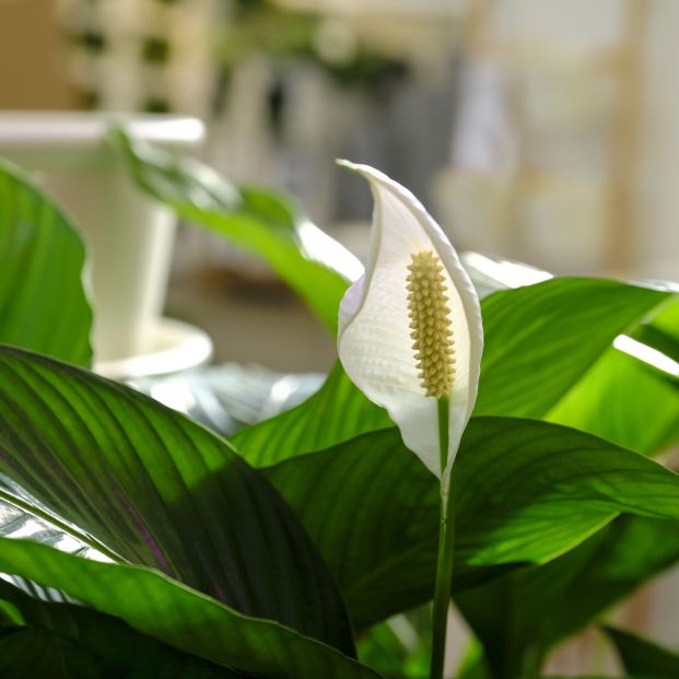 Cinco plantas para combatir la humedad y el moho en casa. Foto: Bigstock