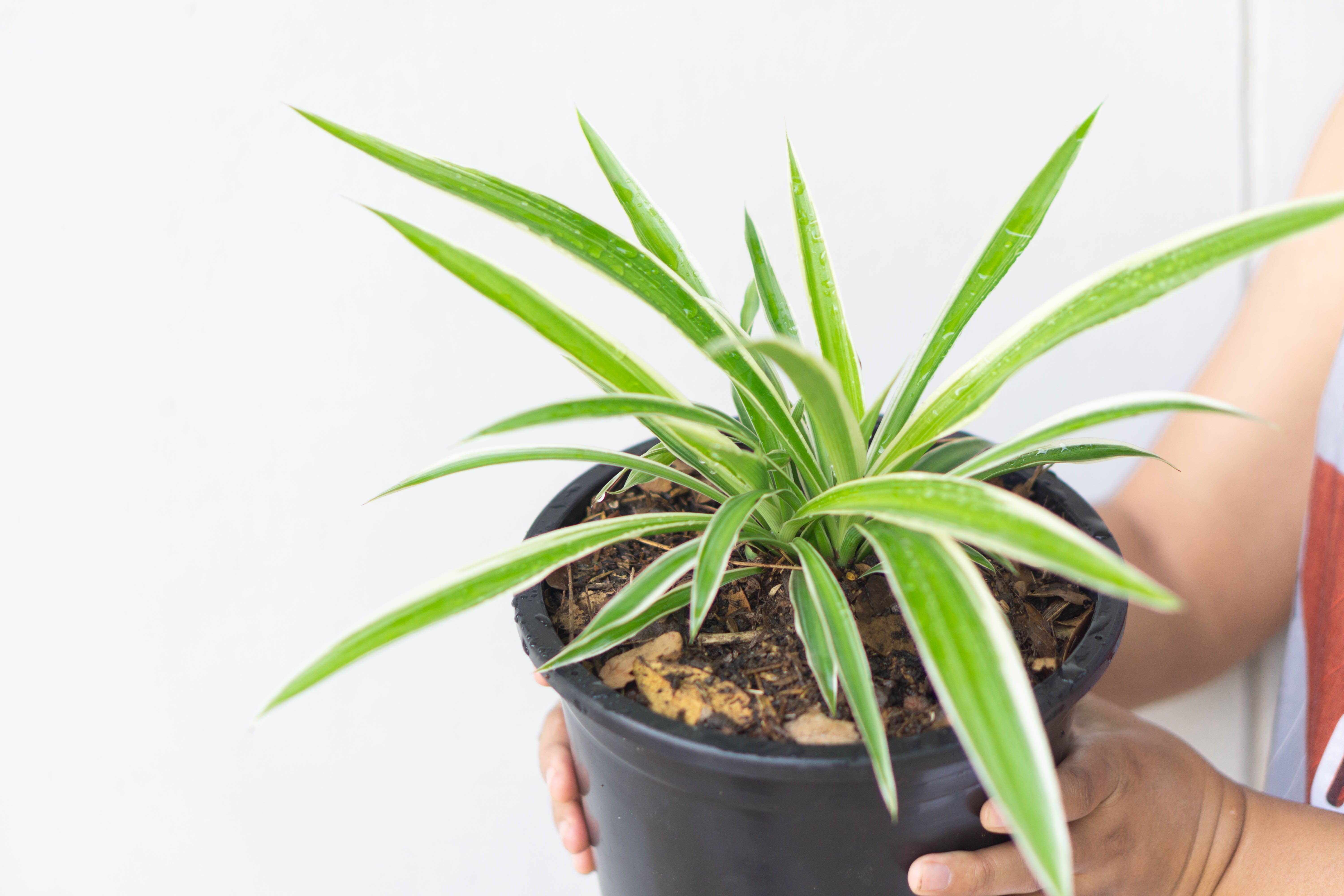 Cinco plantas para combatir la humedad y el moho en casa. Foto: Bigstock