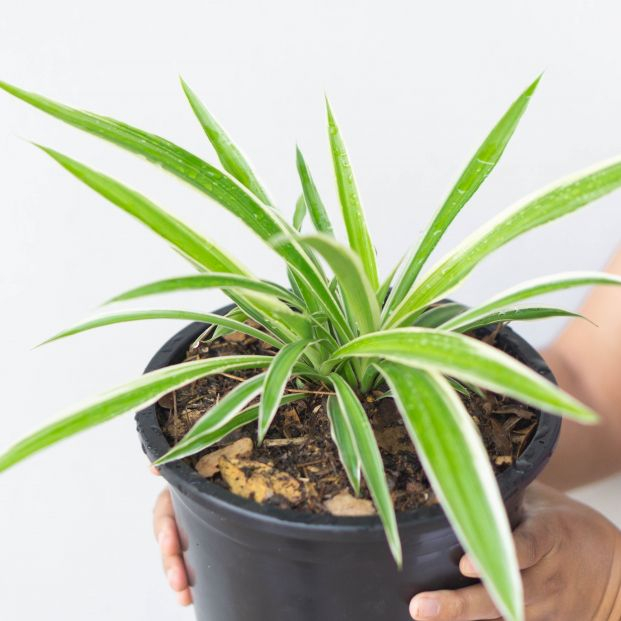 Cinco plantas para combatir la humedad y el moho en casa. Foto: Bigstock