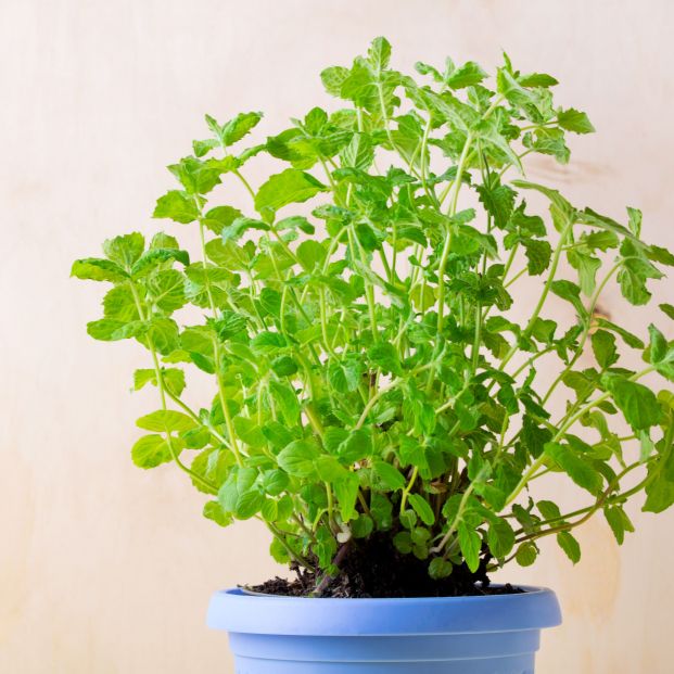 Cinco plantas para combatir la humedad y el moho en casa. Foto: Bigstock