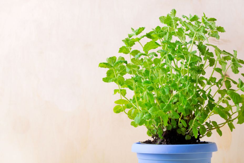 Cinco plantas para combatir la humedad y el moho en casa. Foto: Bigstock