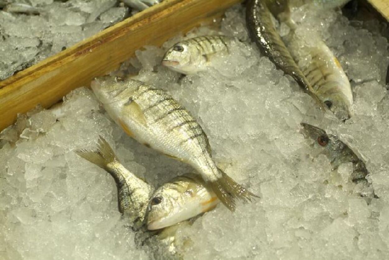 Pescados de la Región Murcia: el magre Pescados de la Región Murcia: el magre