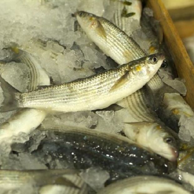 Pescados de la Región de Murcia: mújol