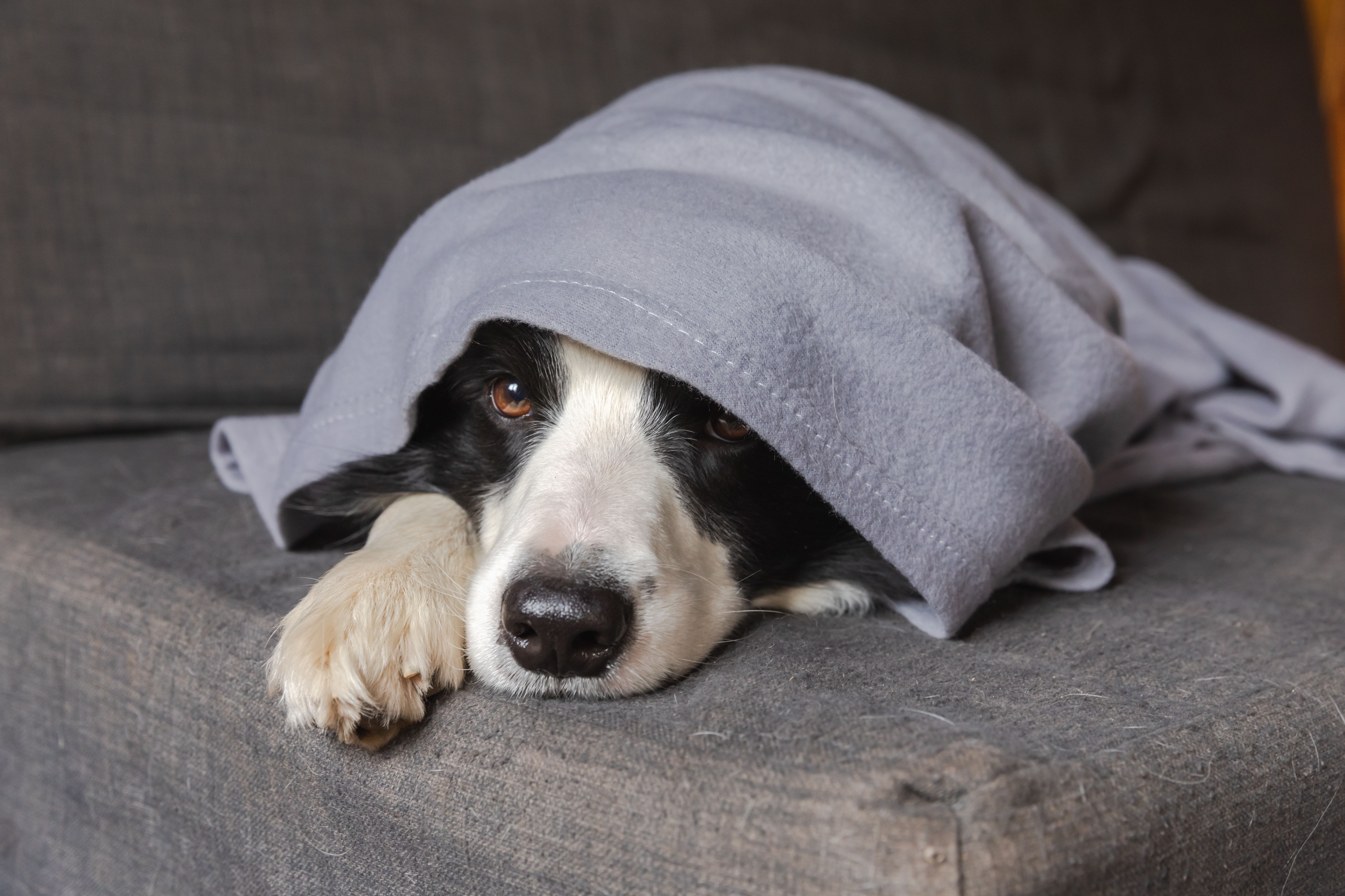 Las mascotas preferidas por los españoles según sus búsquedas en Google