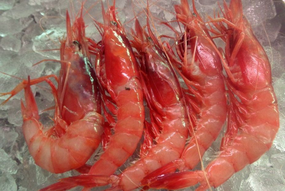 gamba roja de aguilas