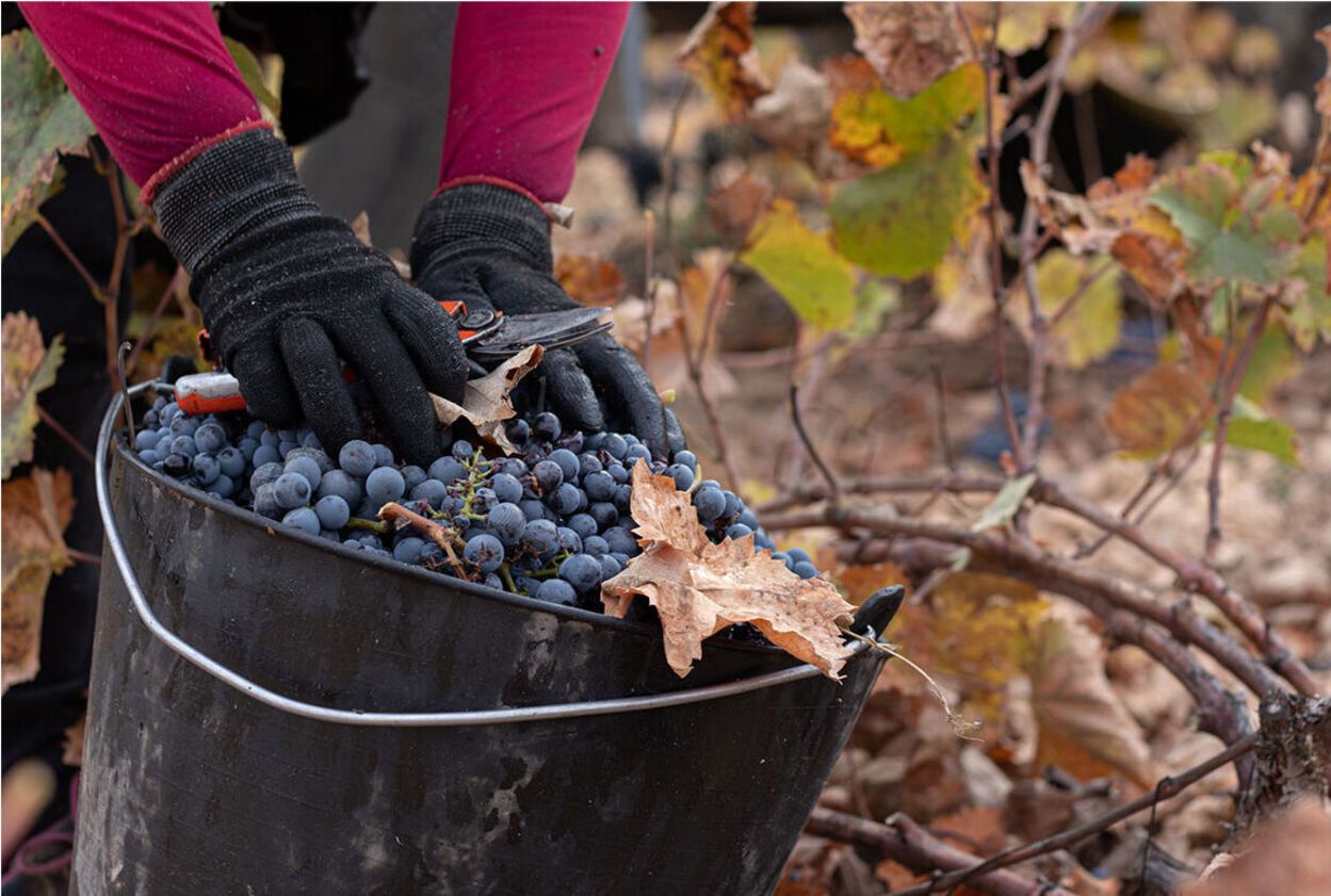 Monastrell, la reina de los vinos murcianos. Foto CRDOP Jumilla