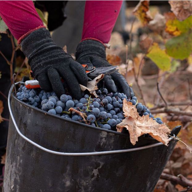 Monastrell, la reina de los vinos murcianos. Foto CRDOP Jumilla