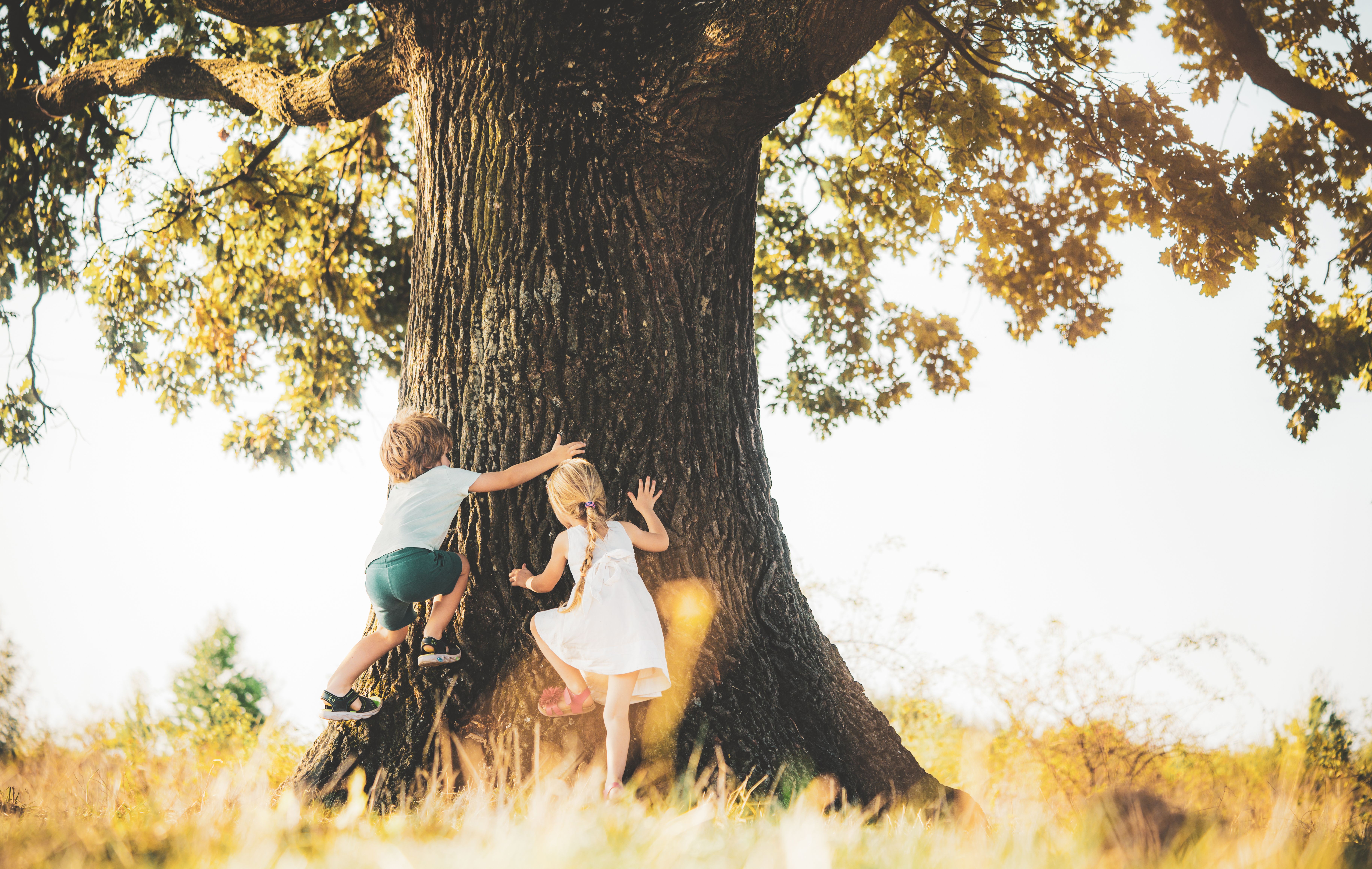 'El árbol que se sintió niño', ganador del VIII Concurso de Relatos Cortos de ALUMA. madres Foto: Bigstock