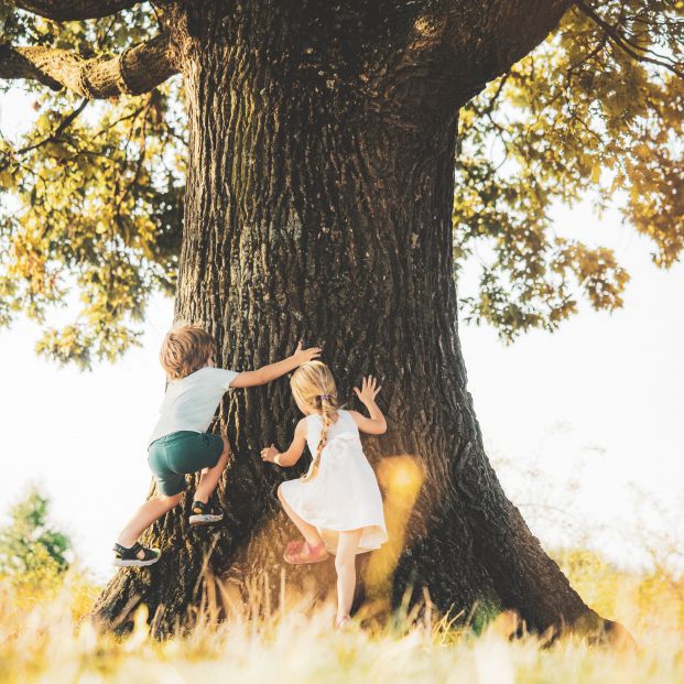 'El árbol que se sintió niño', ganador del VIII Concurso de Relatos Cortos de ALUMA. madres Foto: Bigstock