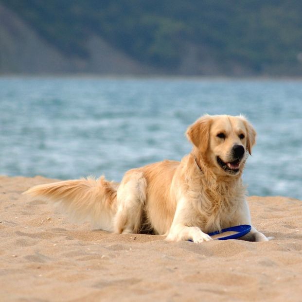 ¿Dónde están las mejores playas para perros de España?