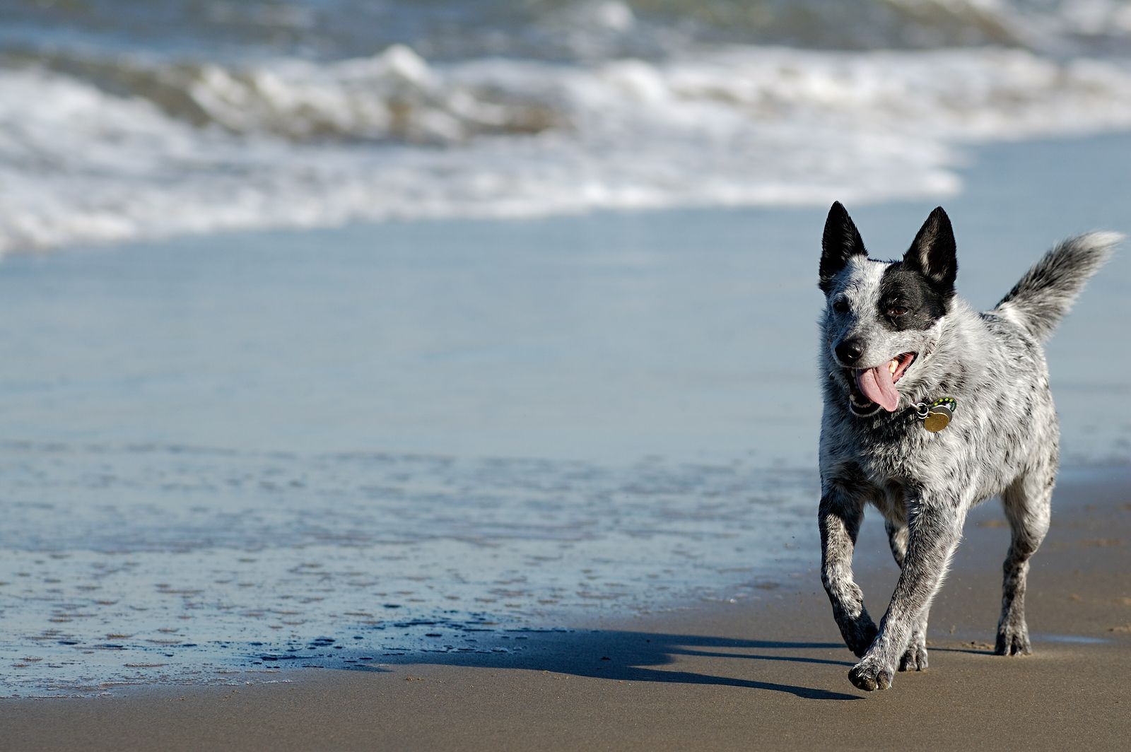 Mejores playas caninas de la costa levantina