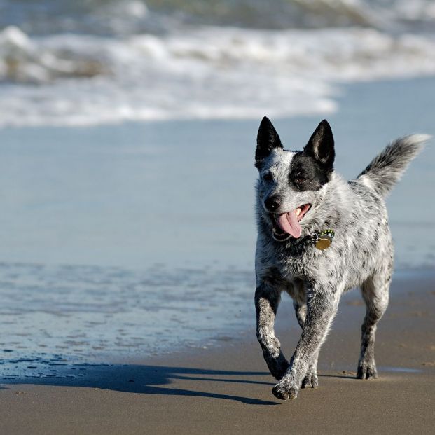 Mejores playas caninas de la costa levantina Mejores playas caninas de la costa levantina