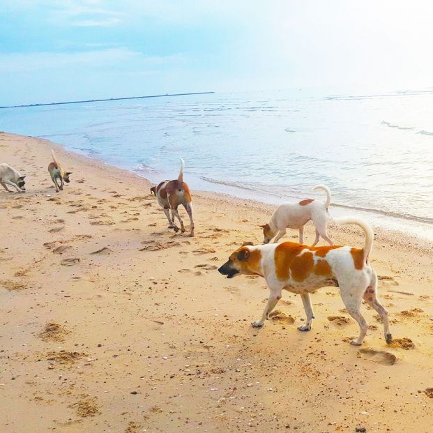 Perros jugando en la playa