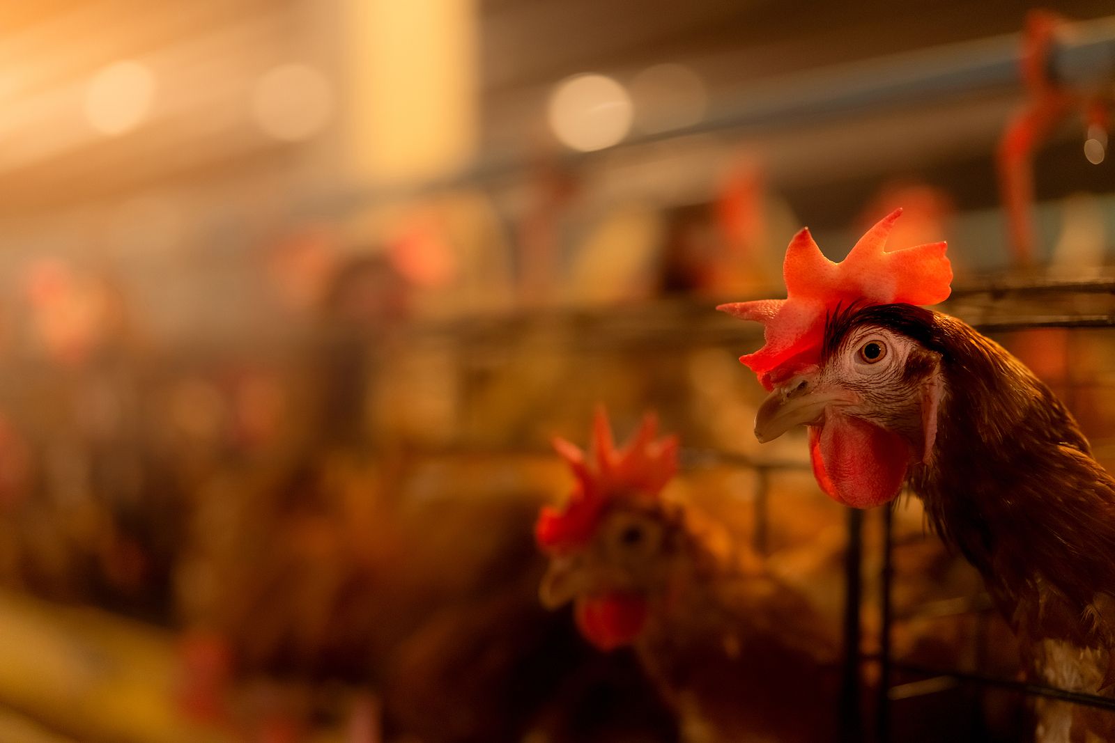 Todo lo que necesitas saber sobre la gripe aviar: ¿quién está en riesgo?, ¿cuáles son los síntomas?