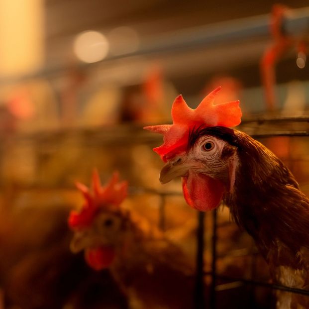 Todo lo que necesitas saber sobre la gripe aviar: ¿quién está en riesgo?, ¿cuáles son los síntomas?