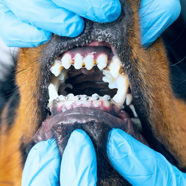 Perro con brackets Perro con brackets