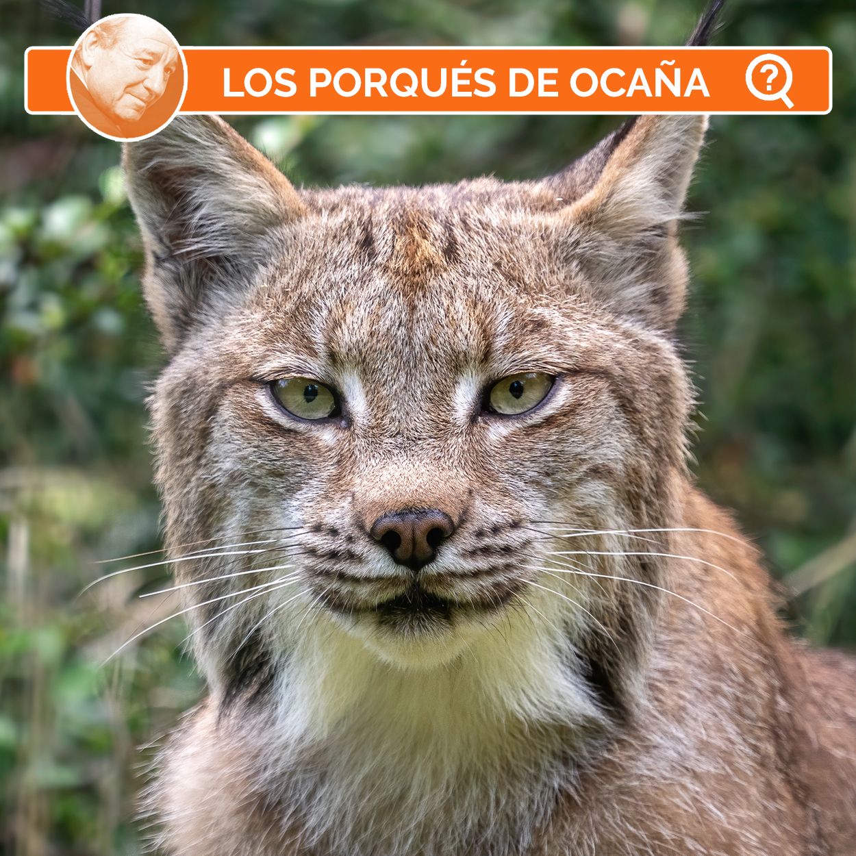 ¿Por qué se dice 'tener vista de lince'?