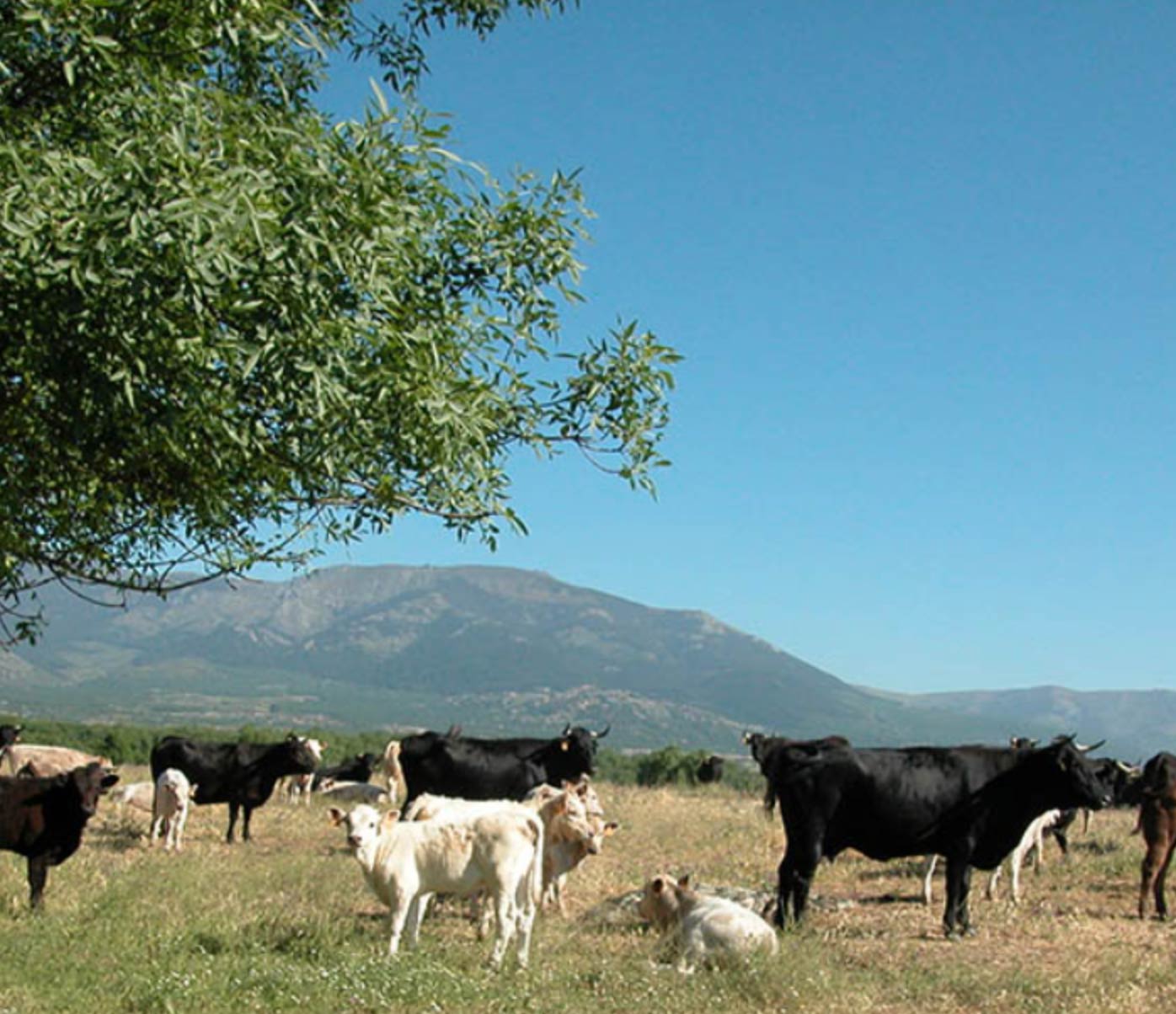 La Comunidad de Madrid aprueba ayudas para la promoción de alimentos estratégicos de la región. Foto: Comunidad de Madrd