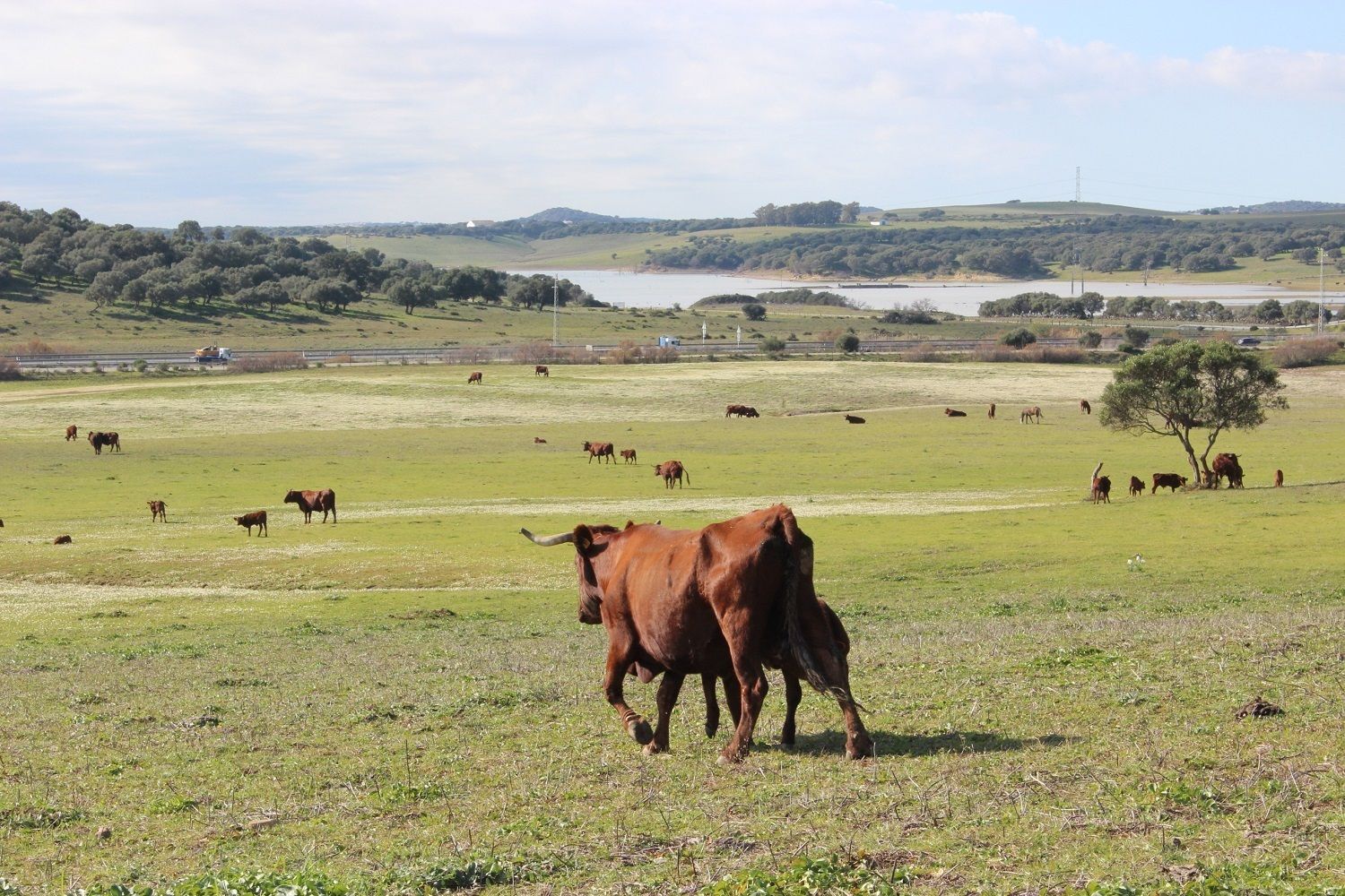 Ganadería ecológica. Foto: Europa Press 