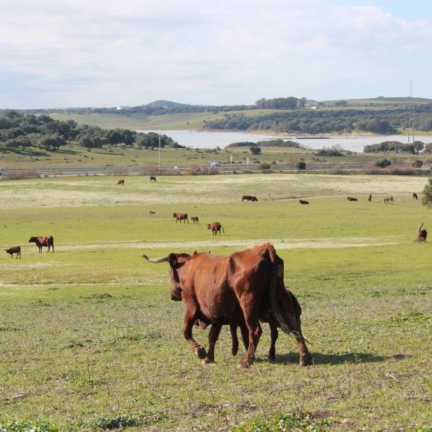 Ganadería ecológica. Foto: Europa Press 