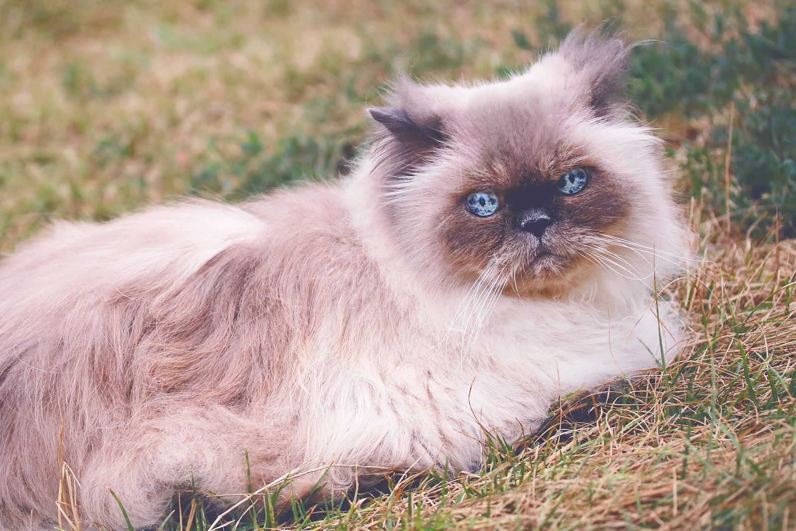 Razas de gatos, las más adecuadas para las personas mayores