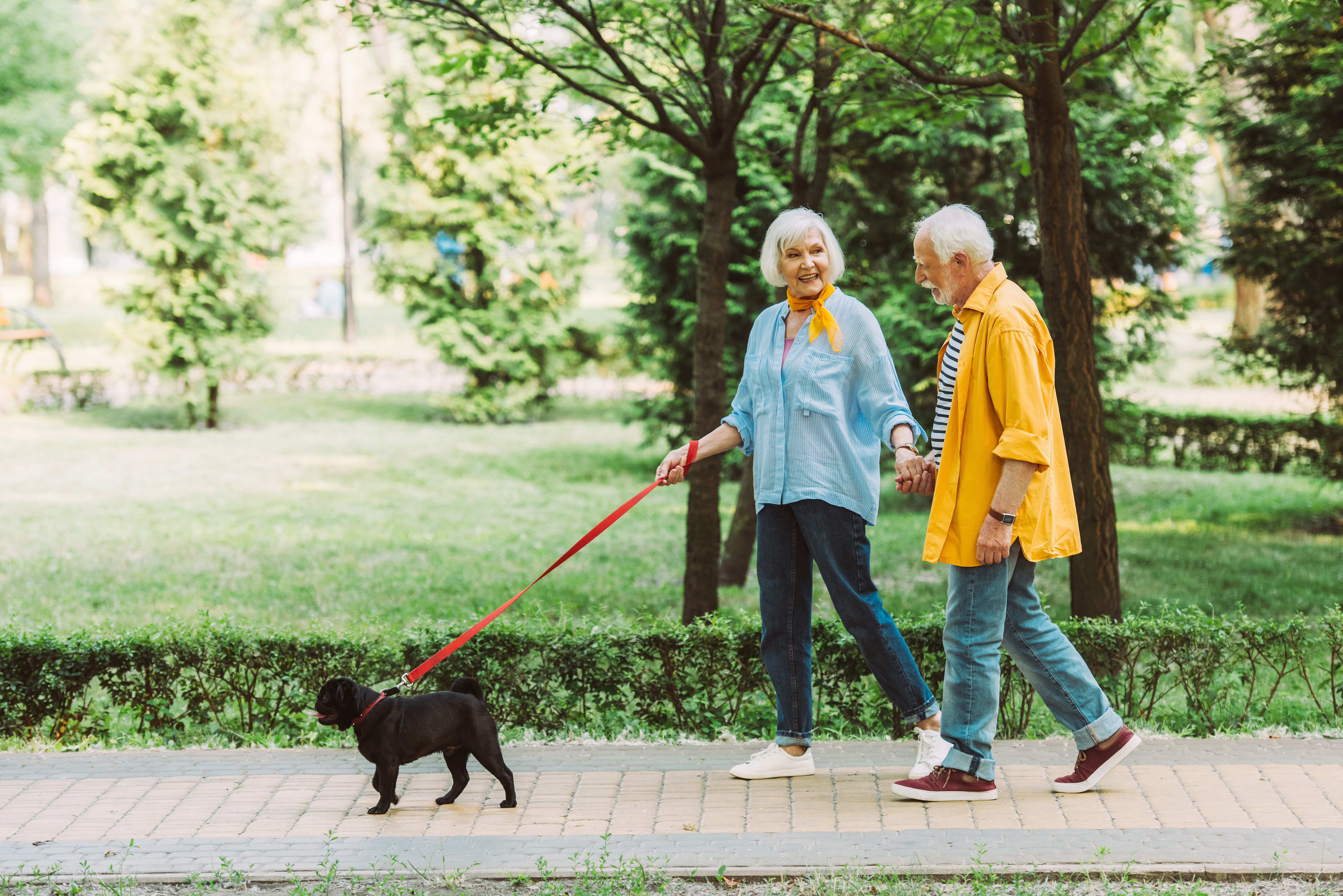 Las personas mayores con perro tienen menos probabilidades de desarrollar discapacidades físicas. Foto: Bigstock