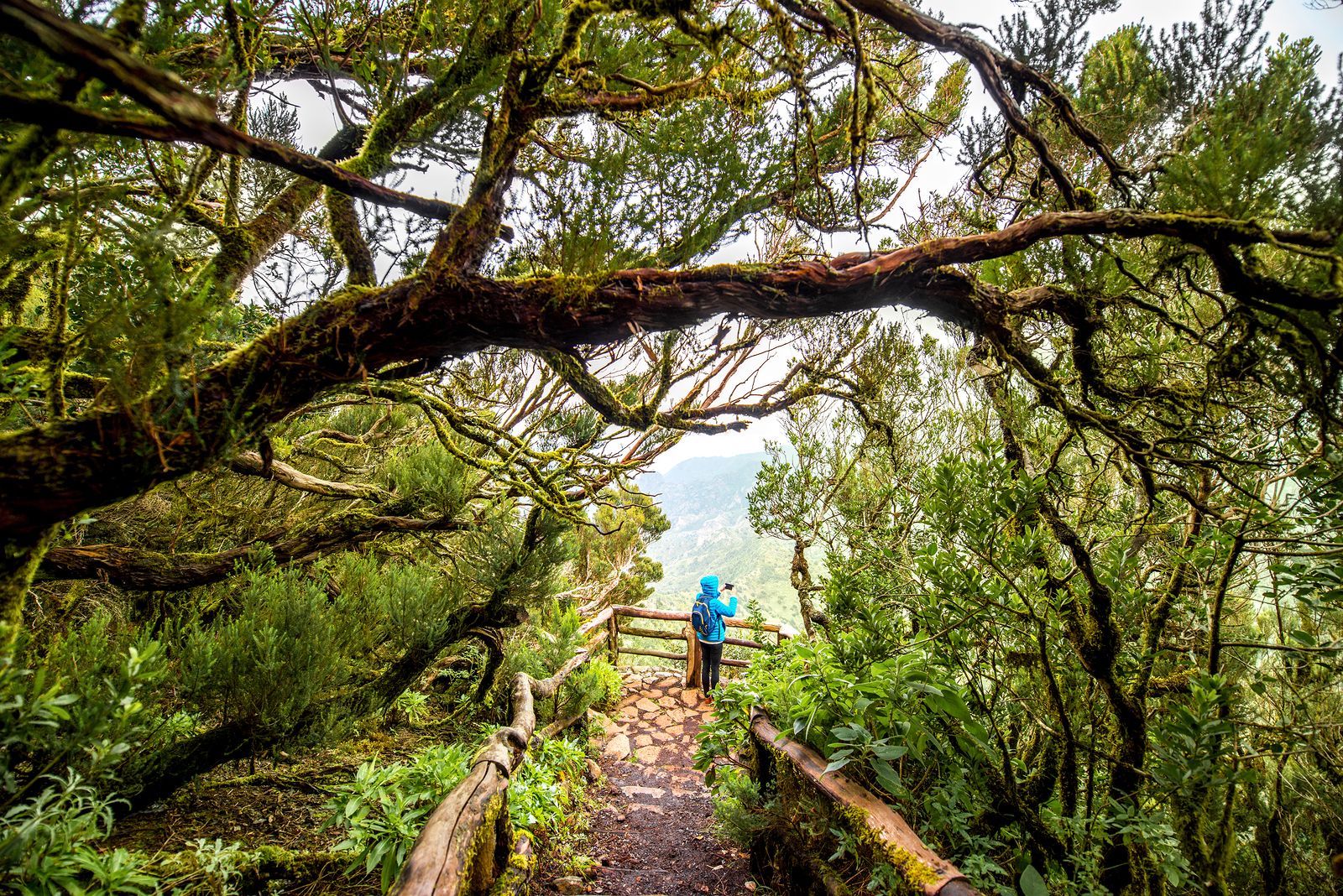 Parque Nacional de Garajonay