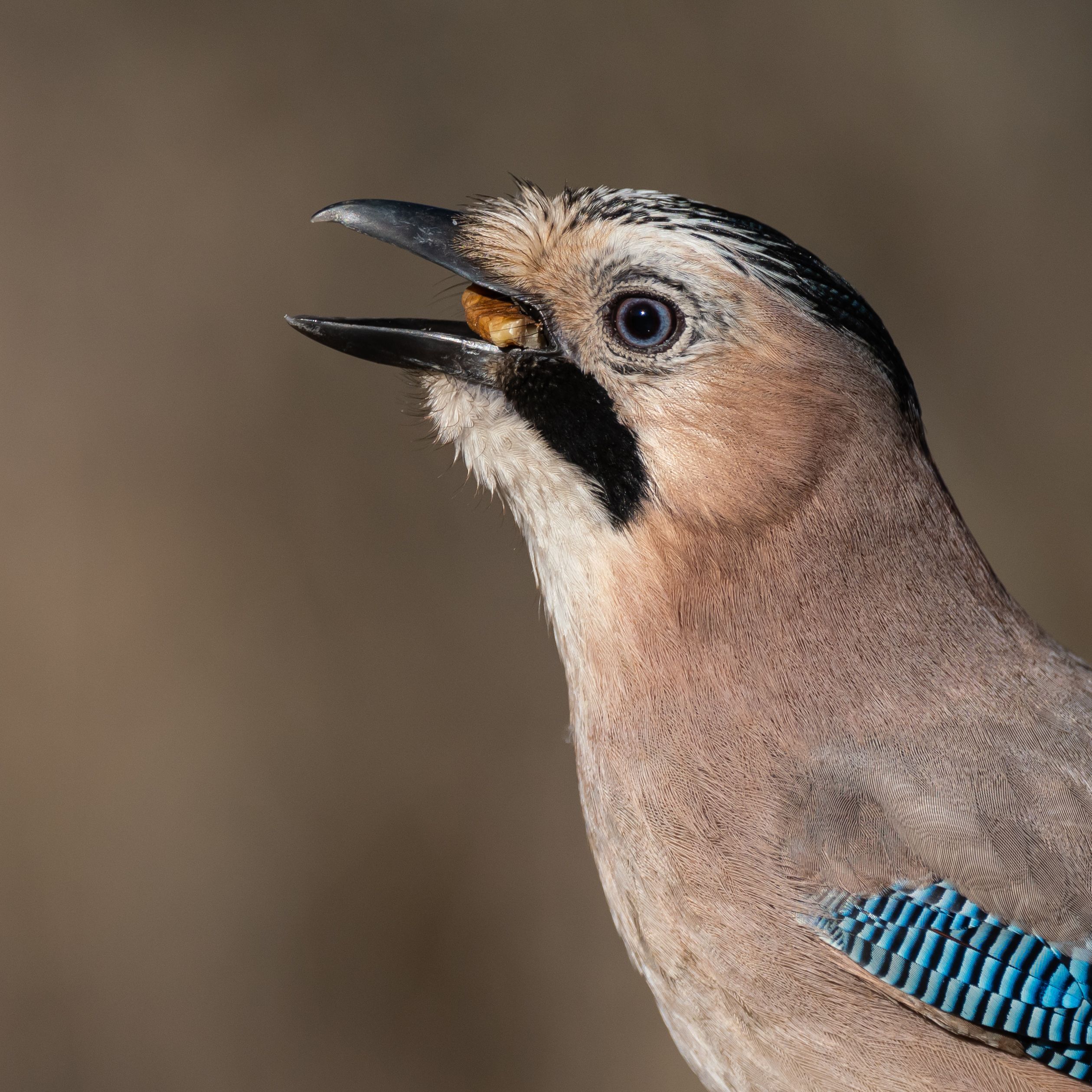 Las aves también peinan canas: sus plumas se vuelven blancas con la edad