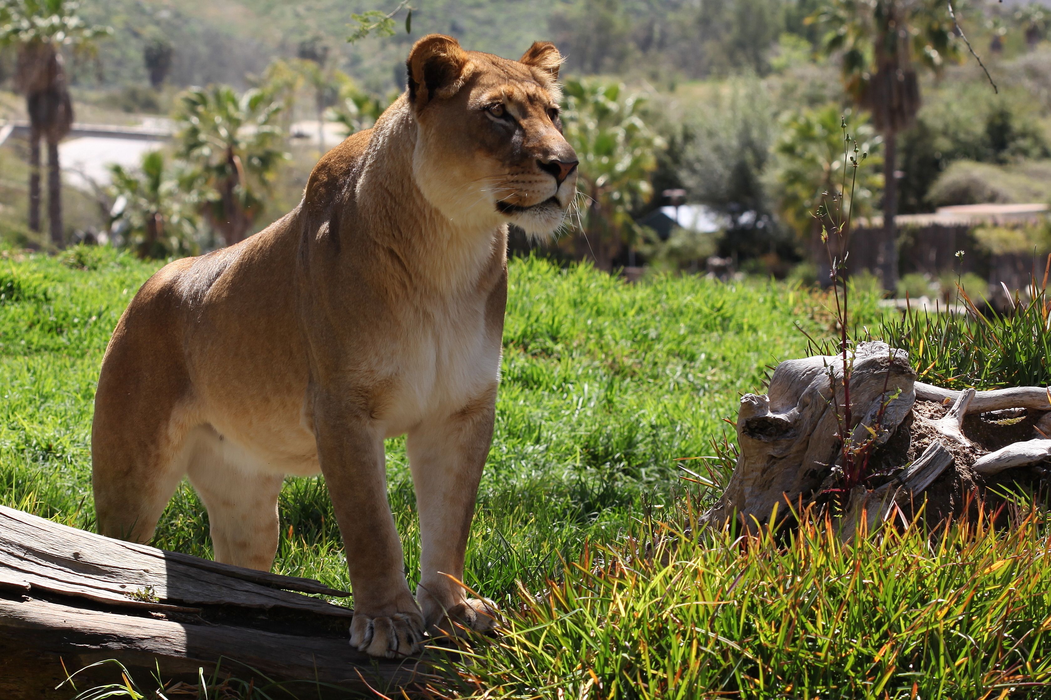 Los tres documentales sobre animales disponibles en Netflix