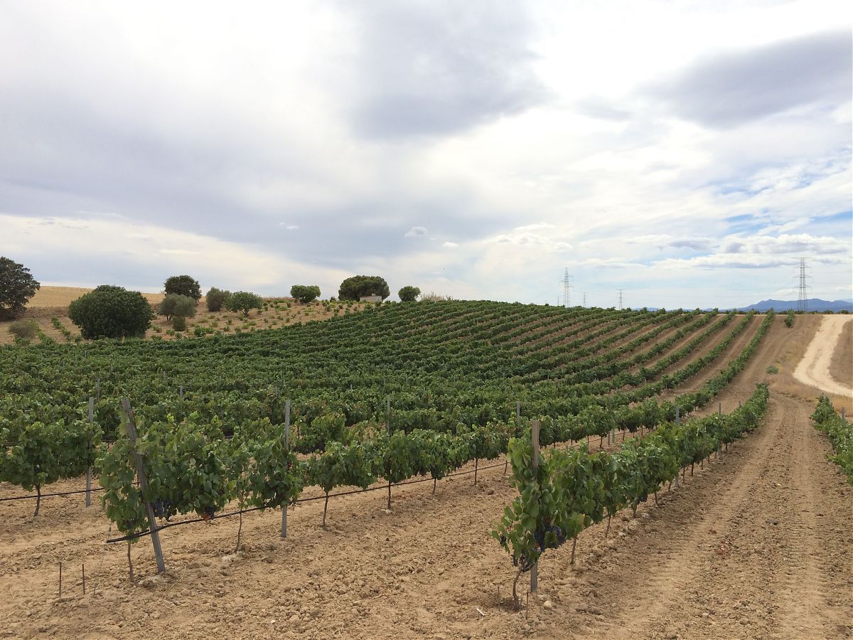 Viñedo en espaldera. Foto: Vinos de Madrid