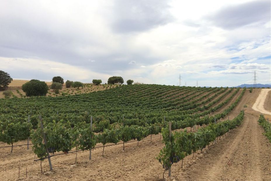 Viñedo en espaldera. Foto: Vinos de Madrid