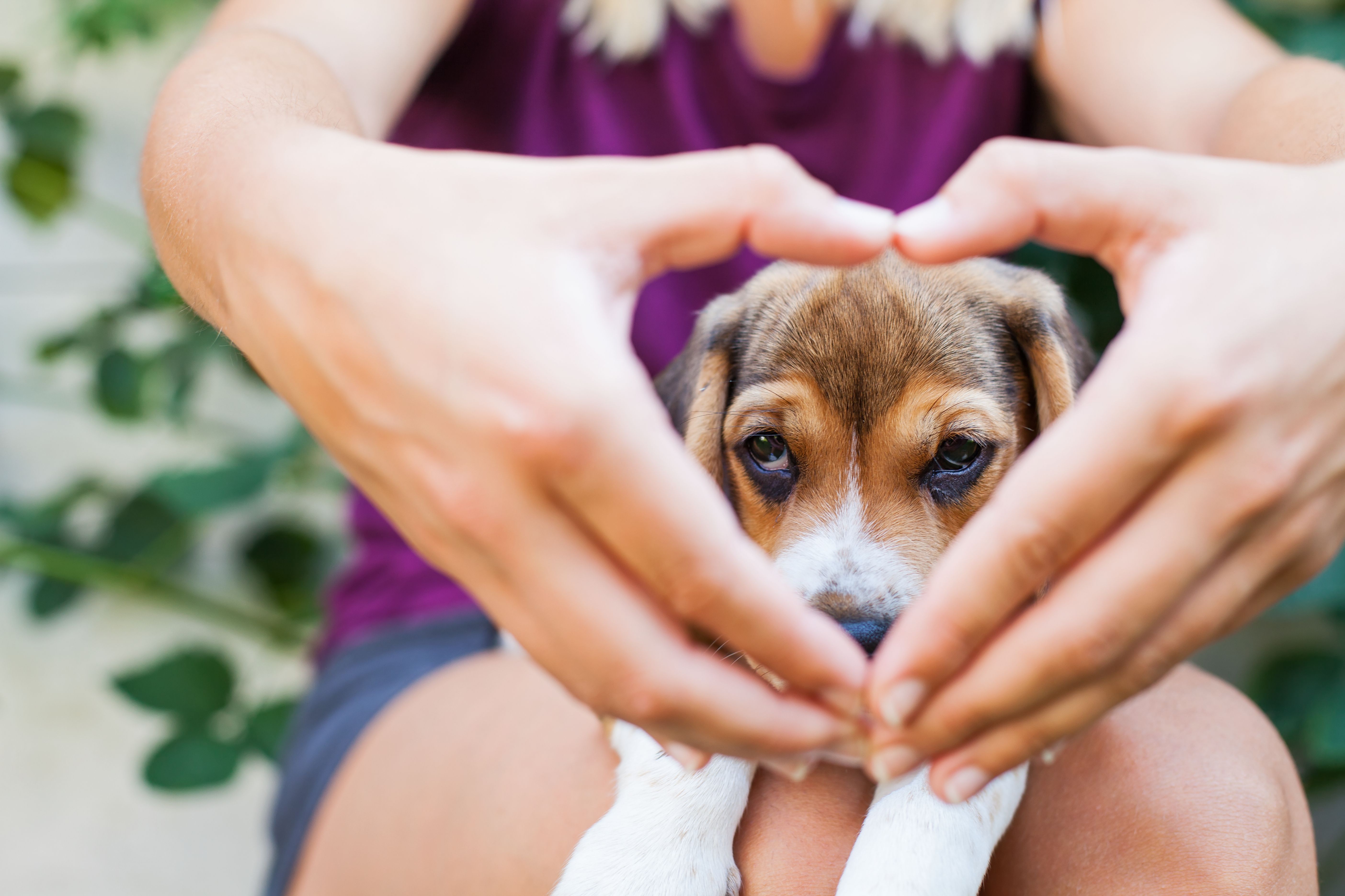 The Doger Café, el primer local donde se pueden adoptar perros